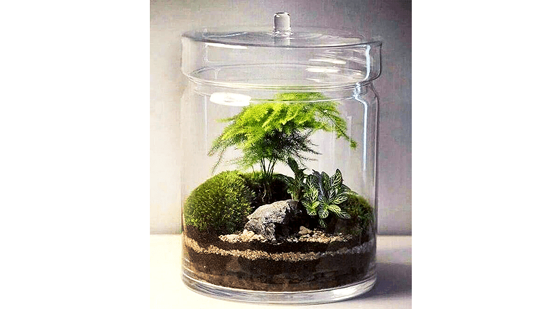 contoh Closed Terrarium untuk pelihara ekosistem tanaman