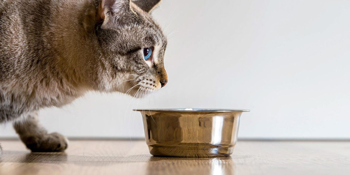 Kucing mau kenapa makan tidak Alasan Kucing