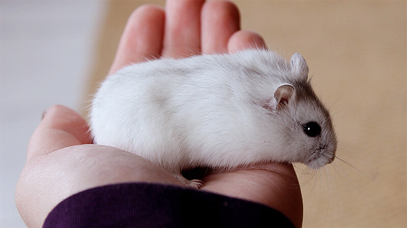 Mengenal Hamster Winter White | Asal-Usul, Sifat, Karakteristik, dan